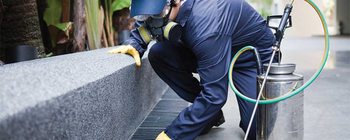 Brisbane pest control services